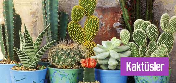 Kaktüsler